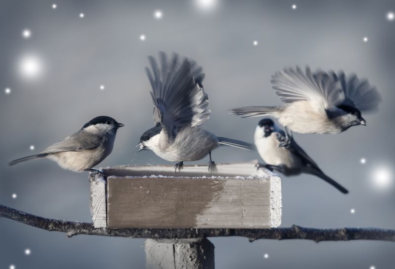 Contact About Bird Control