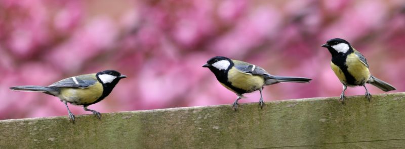 Bird Control System Maintenance