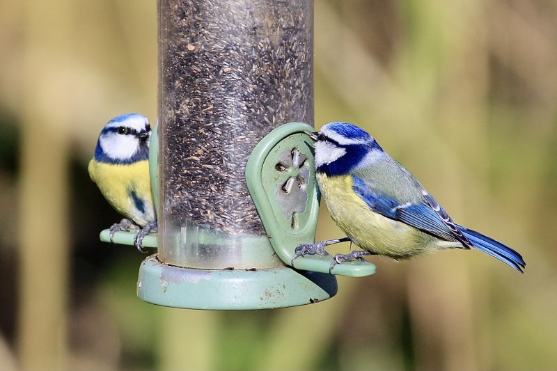 Effective Bird Control Solutions — Cost of Bird Control