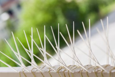 Effective Bird Control Solutions — Cost of Bird Control