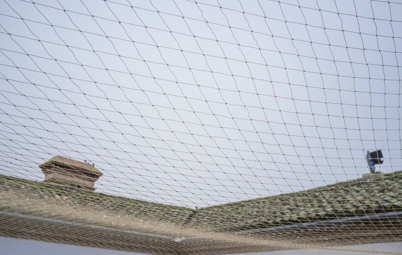 Effective Bird Control Solutions — Cost of Bird Control