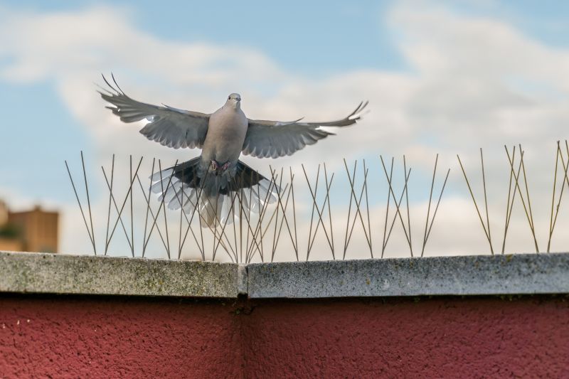 Effective Bird Control Solutions — Cost of Bird Control