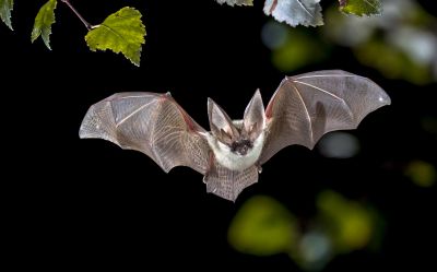 Why Commercial Bird And Bat Control Requires Professional Solutions