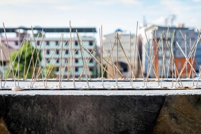 Get Bird Spikes!